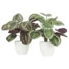 Ligne Déco Plantes D'intérieur Et Fleurs D'intérieur 2 Plantes Vertes Artificielles Calatheas En Pot, H.45cm -Parasols Soldes Magasin 2 plantes vertes artificielles calatheas en pot h 45cm