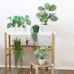 Ligne Déco Plantes D'intérieur Et Fleurs D'intérieur 2 Plantes Vertes Artificielles Calatheas En Pot, H.45cm -Parasols Soldes Magasin 2 plantes vertes artificielles calatheas en pot h 45cm 4