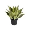Sia Deco Plantes D'intérieur Et Fleurs D'intérieur Agave En Pot -Parasols Soldes Magasin agave en pot