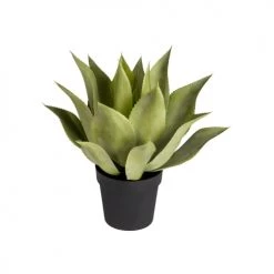 Sia Deco Plantes D'intérieur Et Fleurs D'intérieur Agave En Pot
