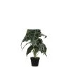 Mica Decorations Plantes D'intérieur Et Fleurs D'intérieur Alocasia Artificielle En Pot H50 -Parasols Soldes Magasin alocasia artificielle en pot h50