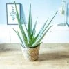 Réconciliation Végétale Plantes D'intérieur Et Fleurs D'intérieur Aloe Vera + Cache-pot Plante D'intérieur Facile D'entretien -Parasols Soldes Magasin aloe vera cache pot plante d interieur facile d entretien
