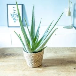 Réconciliation Végétale Plantes D'intérieur Et Fleurs D'intérieur Aloe Vera + Cache-pot Plante D'intérieur Facile D'entretien