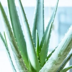Réconciliation Végétale Plantes D'intérieur Et Fleurs D'intérieur Aloe Vera Plante D'intérieur Facile D'entretien 7 Réconciliation Végétale Plantes D'intérieur Et Fleurs D'intérieur Aloe Vera Plante D'intérieur Facile D'entretien -Parasols Soldes Magasin aloe vera plante d interieur facile d entretien 2