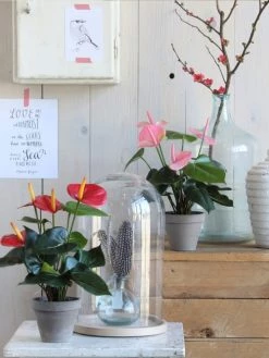 Mica Decorations Plantes D'intérieur Et Fleurs D'intérieur Anthurium Artificielle Rose Clair En Pot H38 -Parasols Soldes Magasin anthurium artificielle rose clair en pot h38 5