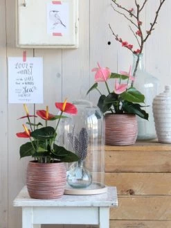 Mica Decorations Plantes D'intérieur Et Fleurs D'intérieur Anthurium Artificielle Rouge En Pot H38 -Parasols Soldes Magasin anthurium artificielle rouge en pot h38 2