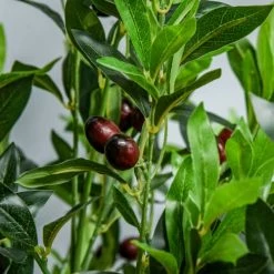 Outsunny Plantes D'intérieur Et Fleurs D'intérieur Arbre Artificiel Olivier H1,2m 13 Outsunny Plantes D'intérieur Et Fleurs D'intérieur Arbre Artificiel Olivier H1,2m -Parasols Soldes Magasin arbre artificiel olivier h1 2m 5