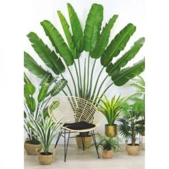 Ligne Déco Plantes D'intérieur Et Fleurs D'intérieur Arbre Du Voyageur Artificiel "toucher Naturel" 210cm -Parasols Soldes Magasin arbre du voyageur artificiel toucher naturel 210cm 2