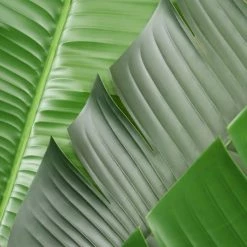 Ligne Déco Plantes D'intérieur Et Fleurs D'intérieur Arbre Du Voyageur Artificiel "toucher Naturel" 210cm -Parasols Soldes Magasin arbre du voyageur artificiel toucher naturel 210cm 3