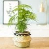 Réconciliation Végétale Plantes D'intérieur Et Fleurs D'intérieur Aspargus Plante D'intérieur Résistante Avec Cache-pot -Parasols Soldes Magasin aspargus plante d interieur resistante avec cache pot