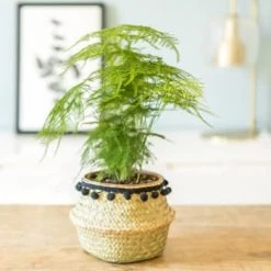 Réconciliation Végétale Plantes D'intérieur Et Fleurs D'intérieur Aspargus Plante D'intérieur Résistante Sans Cache-pot -Parasols Soldes Magasin aspargus plante d interieur resistante avec cache pot 5