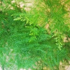 Réconciliation Végétale Plantes D'intérieur Et Fleurs D'intérieur Aspargus Plante D'intérieur Résistante Sans Cache-pot -Parasols Soldes Magasin aspargus plante d interieur resistante sans cache pot 4