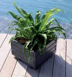 Jardipolys Pots, Cache-pots Et Jardinières D'extérieur Bac à Fleurs Carré - 40cm -Parasols Soldes Magasin bac a fleurs carre 40cm 2