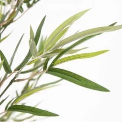 Oviala Plantes D'intérieur Et Fleurs D'intérieur Bambou Bissetii Artificiel Avec Feuillage En Tissu H170cm -Parasols Soldes Magasin bambou bissetii artificiel avec feuillage en tissu h170cm 2