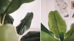 Oviala Plantes D'intérieur Et Fleurs D'intérieur Bananier Artificiel Feuilles En Tissu H180cm -Parasols Soldes Magasin bananier artificiel feuilles en tissu h180cm 2