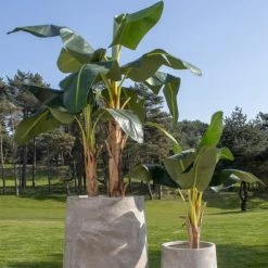 Now’s Home Plantes D'intérieur Et Fleurs D'intérieur Bananier Artificiel H196cm -Parasols Soldes Magasin bananier artificiel h196cm 2