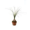 Sia Deco Plantes D'intérieur Et Fleurs D'intérieur Beaucarnéa En Pot H27cm