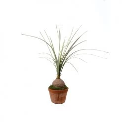 Sia Deco Plantes D'intérieur Et Fleurs D'intérieur Beaucarnéa En Pot H27cm