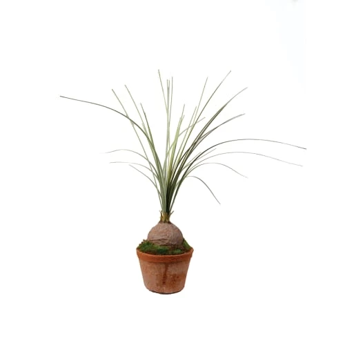 Sia Deco Plantes D'intérieur Et Fleurs D'intérieur Beaucarnéa En Pot H27cm 3 Sia Deco Plantes D'intérieur Et Fleurs D'intérieur Beaucarnéa En Pot H27cm