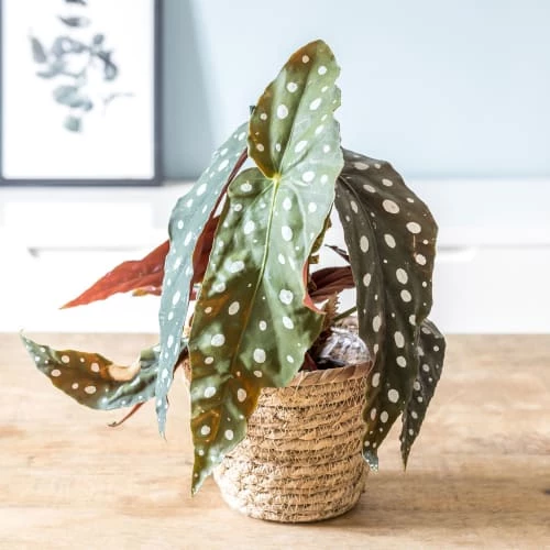 Réconciliation Végétale Plantes D'intérieur Et Fleurs D'intérieur Bégonia Plante D'intérieur Sans Cache-pot 4 Réconciliation Végétale Plantes D'intérieur Et Fleurs D'intérieur Bégonia Plante D'intérieur Sans Cache-pot – Image 2