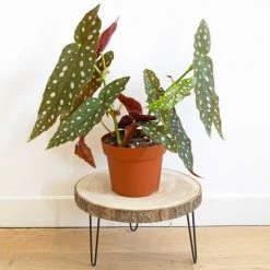 Réconciliation Végétale Plantes D'intérieur Et Fleurs D'intérieur Bégonia Plante D'intérieur Sans Cache-pot 8 Réconciliation Végétale Plantes D'intérieur Et Fleurs D'intérieur Bégonia Plante D'intérieur Sans Cache-pot -Parasols Soldes Magasin begonia plante d interieur sans cache pot 2