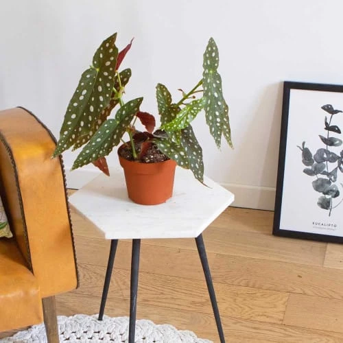 Réconciliation Végétale Plantes D'intérieur Et Fleurs D'intérieur Bégonia Plante D'intérieur Sans Cache-pot 3 Réconciliation Végétale Plantes D'intérieur Et Fleurs D'intérieur Bégonia Plante D'intérieur Sans Cache-pot