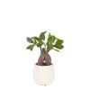 Sia Deco Plantes D'intérieur Et Fleurs D'intérieur Bonsaï Ficus En Pot H22 -Parasols Soldes Magasin bonsai ficus en pot h22