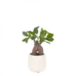 Sia Deco Plantes D'intérieur Et Fleurs D'intérieur Bonsaï Ficus En Pot H22