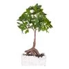 Sia Deco Plantes D'intérieur Et Fleurs D'intérieur Bonsaï Ficus En Pot H45 1 Sia Deco Plantes D'intérieur Et Fleurs D'intérieur Bonsaï Ficus En Pot H45 -Parasols Soldes Magasin bonsai ficus en pot h45