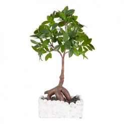 Sia Deco Plantes D'intérieur Et Fleurs D'intérieur Bonsaï Ficus En Pot H45