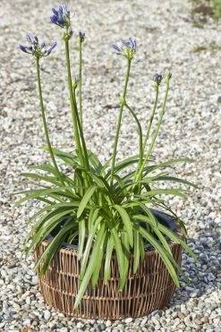 Mica Decorations Pots, Cache-pots Et Jardinières D'extérieur Cache-pot D'exterieur Marron Foncé (x2) -Parasols Soldes Magasin cache pot d exterieur marron fonce x2 5