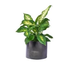 Junny Pots, Cache-pots Et Jardinières D'extérieur Cache-pot Xxl En Béton Rose Pastel -Parasols Soldes Magasin cache pot xxl en beton anthracite 8