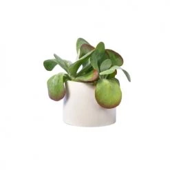 Junny Pots, Cache-pots Et Jardinières D'extérieur Cache-pot Xxl En Béton Beige