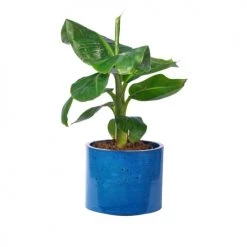 Junny Pots, Cache-pots Et Jardinières D'extérieur Cache-pot Xxl En Béton Bleu Pétrole