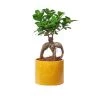 Junny Pots, Cache-pots Et Jardinières D'extérieur Cache-pot Xxl En Béton Jaune -Parasols Soldes Magasin cache pot xxl en beton jaune