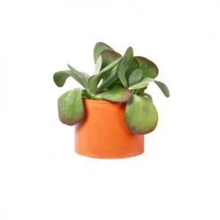 Junny Pots, Cache-pots Et Jardinières D'extérieur Cache-pot Xxl En Béton Orange