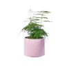 Junny Pots, Cache-pots Et Jardinières D'extérieur Cache-pot Xxl En Béton Rose Pastel