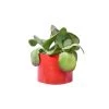 Junny Pots, Cache-pots Et Jardinières D'extérieur Cache-pot Xxl En Béton Rouge -Parasols Soldes Magasin cache pot xxl en beton rouge