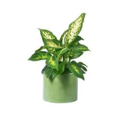 Junny Pots, Cache-pots Et Jardinières D'extérieur Cache-pot Xxl En Béton Bleu Pétrole -Parasols Soldes Magasin cache pot xxl en beton vert 3
