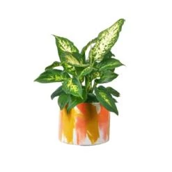 Junny Pots, Cache-pots Et Jardinières D'extérieur Cache-pot Xxl Tie&dye En Béton Rose Et Vert -Parasols Soldes Magasin cache pot xxl tie dye en beton orange et jaune 6
