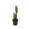Sia Deco Plantes D'intérieur Et Fleurs D'intérieur Cactus Artificiel Euphorbia H48cm