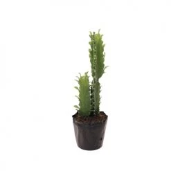 Sia Deco Plantes D'intérieur Et Fleurs D'intérieur Cactus Artificiel Euphorbia H48cm