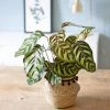 Réconciliation Végétale Plantes D'intérieur Et Fleurs D'intérieur Calathéa Makoyana Avec Cache-pot -Parasols Soldes Magasin calathea makoyana avec cache pot