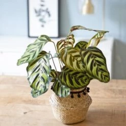 Réconciliation Végétale Plantes D'intérieur Et Fleurs D'intérieur Calathéa Makoyana Avec Cache-pot -Parasols Soldes Magasin calathea makoyana avec cache pot 3
