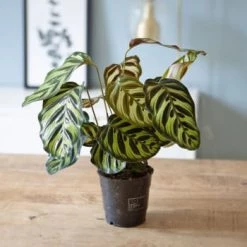 Réconciliation Végétale Plantes D'intérieur Et Fleurs D'intérieur Calathéa Makoyana Avec Cache-pot -Parasols Soldes Magasin calathea makoyana sans cache pot