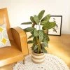 Réconciliation Végétale Plantes D'intérieur Et Fleurs D'intérieur Calathéa Oppenheimiana Avec Cache-pot -Parasols Soldes Magasin calathea oppenheimiana avec cache pot