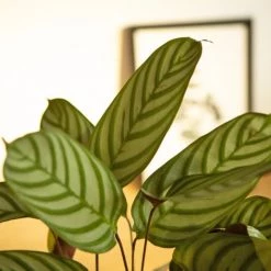 Réconciliation Végétale Plantes D'intérieur Et Fleurs D'intérieur Calathéa Oppenheimiana Sans Cache-pot -Parasols Soldes Magasin calathea oppenheimiana sans cache pot 3