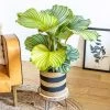 Réconciliation Végétale Plantes D'intérieur Et Fleurs D'intérieur Calathea Plante D'intérieur Tropicale Avec Cache-pot -Parasols Soldes Magasin calathea plante d interieur tropicale avec cache pot
