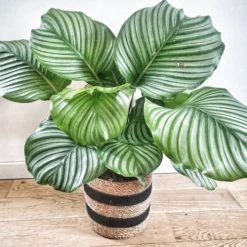 Réconciliation Végétale Plantes D'intérieur Et Fleurs D'intérieur Calathea Plante D'intérieur Tropicale Avec Cache-pot -Parasols Soldes Magasin calathea plante d interieur tropicale avec cache pot 3