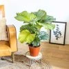 Réconciliation Végétale Plantes D'intérieur Et Fleurs D'intérieur Calathea Plante D'intérieur Tropicale Sans Cache-pot -Parasols Soldes Magasin calathea plante d interieur tropicale sans cache pot 1
